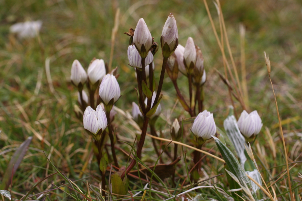 Gentianella bawbawensis (hero image)