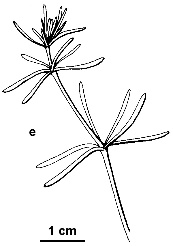 Asperula charophyton (hero image)