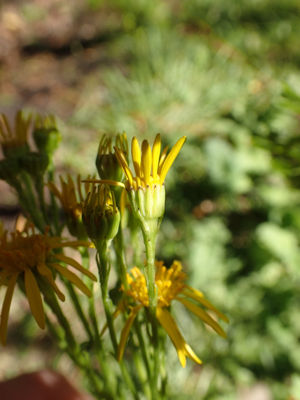 Senecio jacobaea (hero image)
