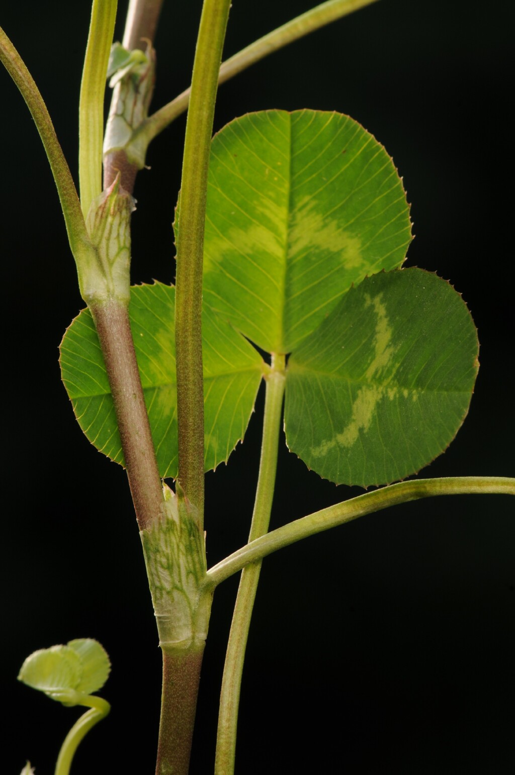 Trifolium repens (hero image)