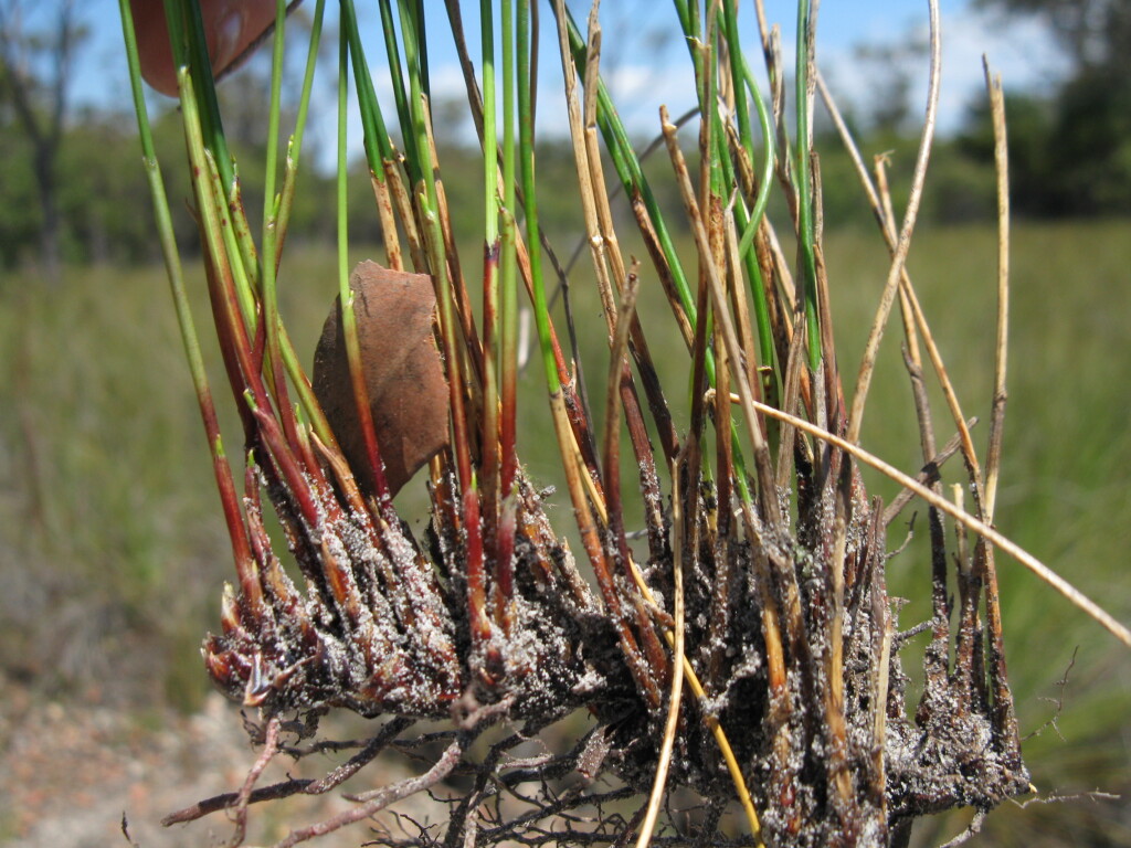 Schoenus lepidosperma (hero image)