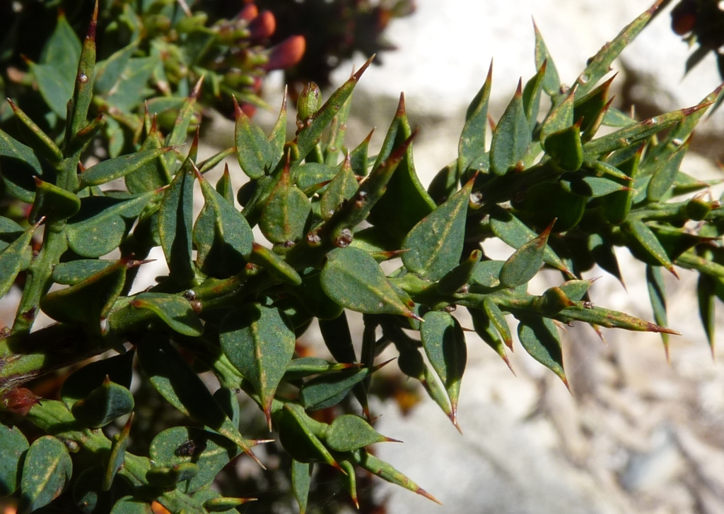 Daviesia ulicifolia subsp. ruscifolia (hero image)