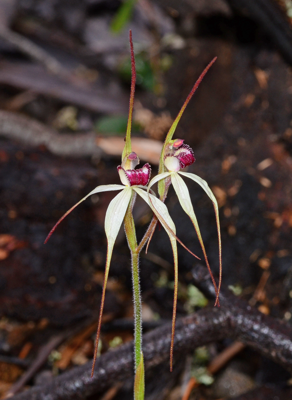 Caladenia colorata (hero image)