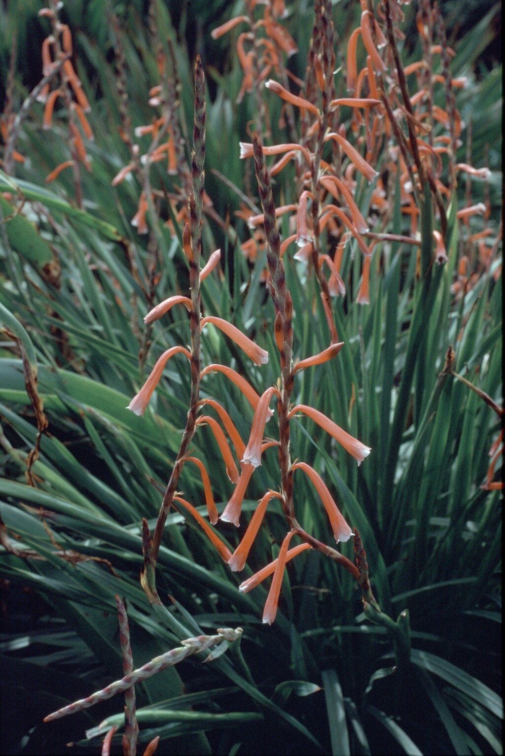 Watsonia aletroides (hero image)