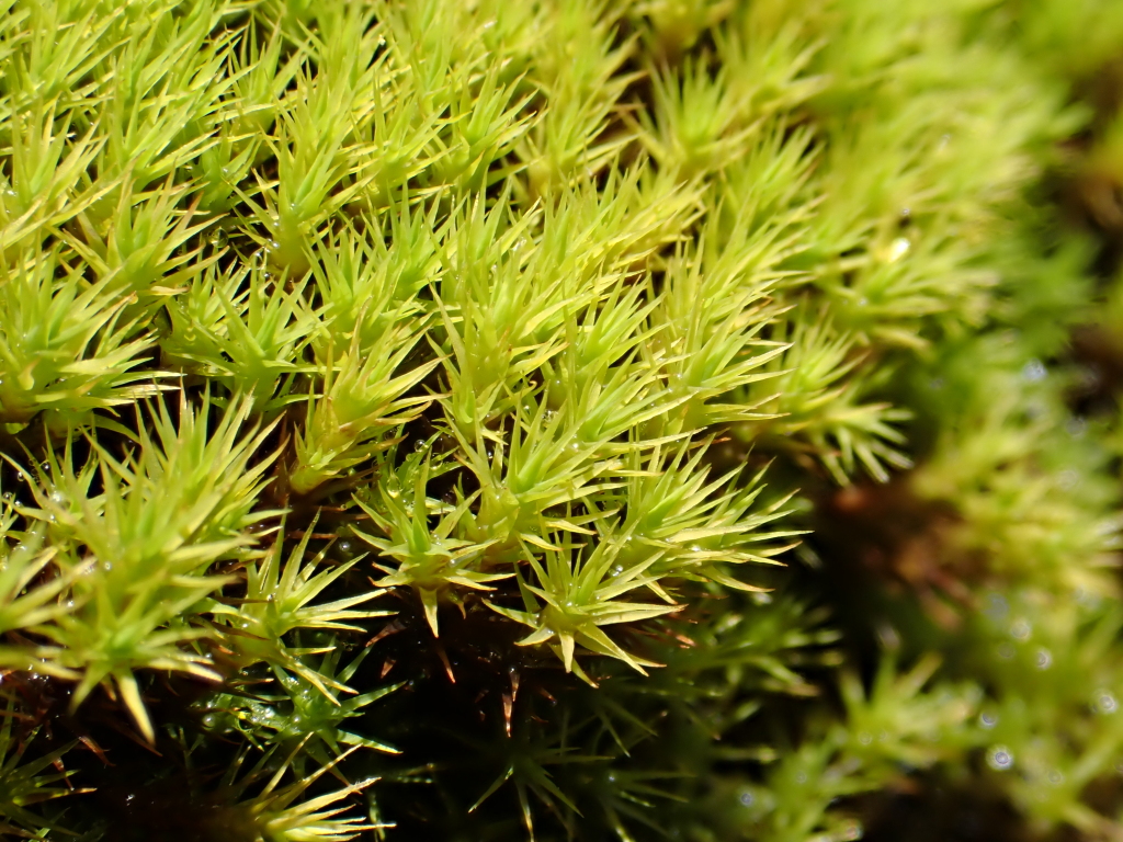 Bartramia subsymmetrica (hero image)
