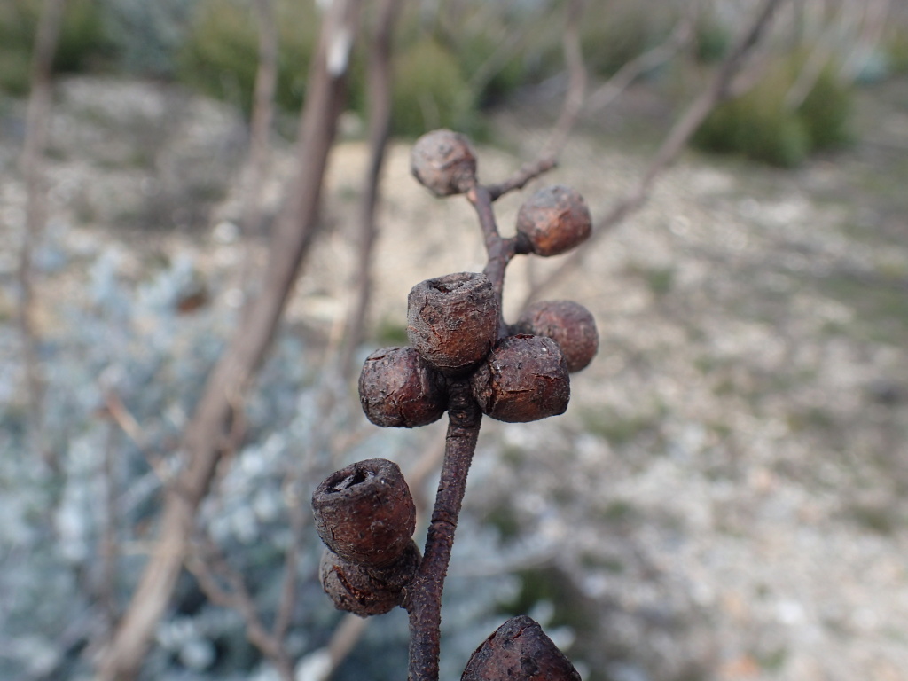 Eucalyptus glaucescens (hero image)