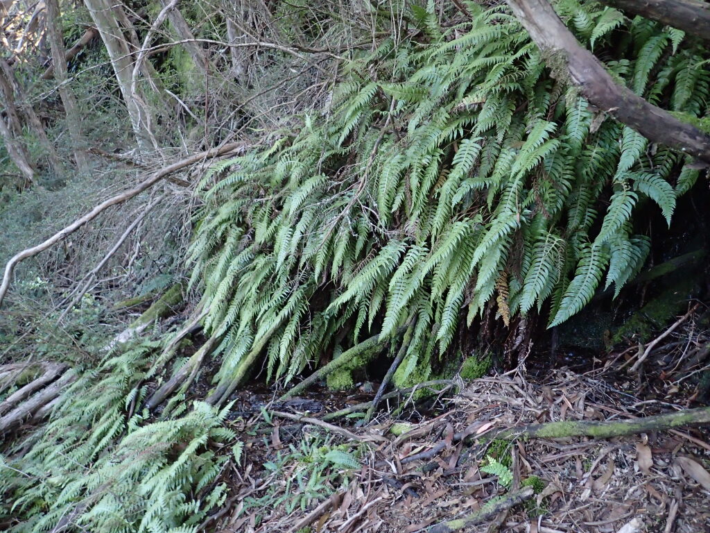 Blechnum deltoides (hero image)