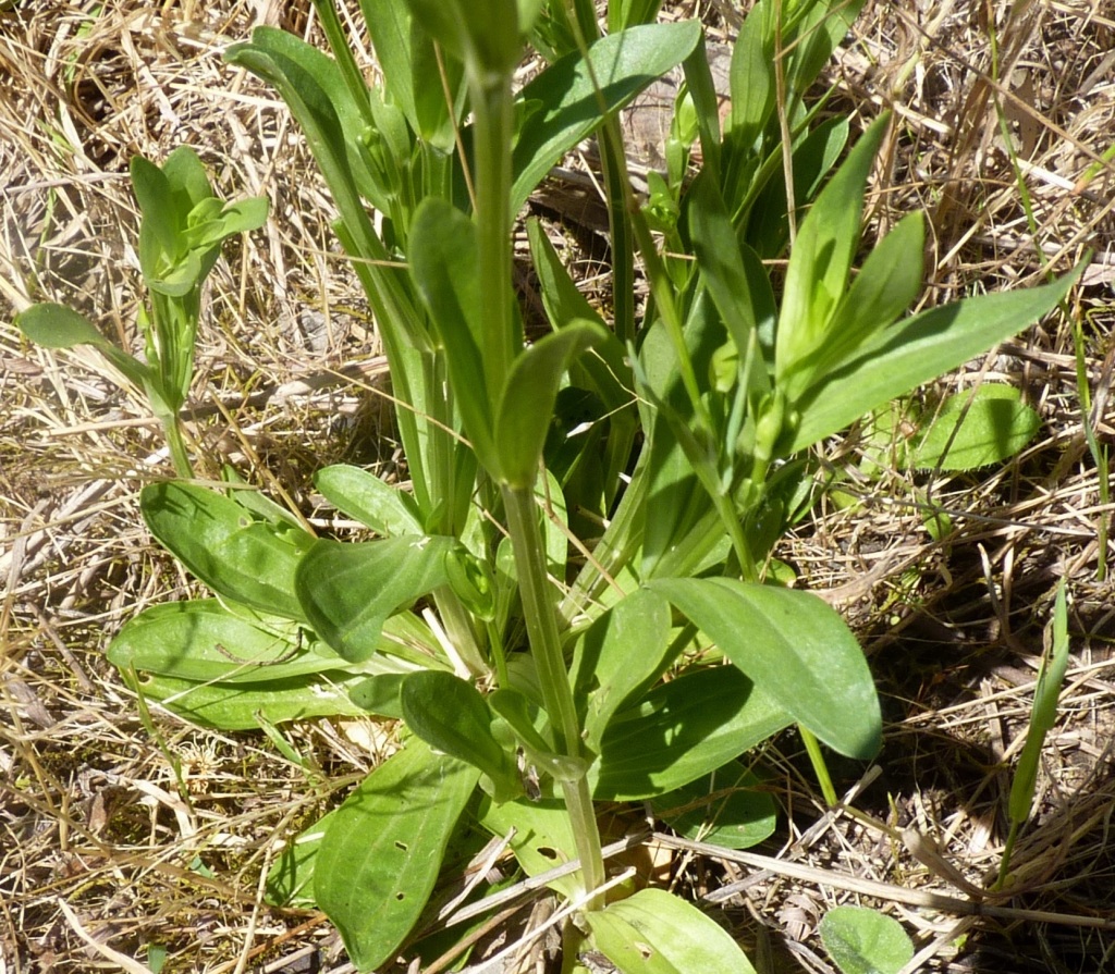 Centaurium erythraea (hero image)