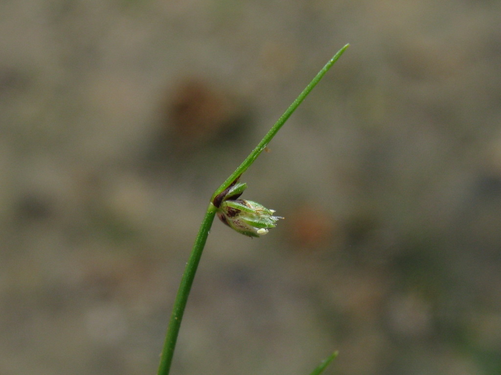 Isolepis hookeriana (hero image)