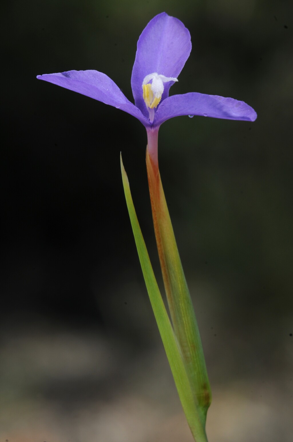 Patersonia fragilis (hero image)