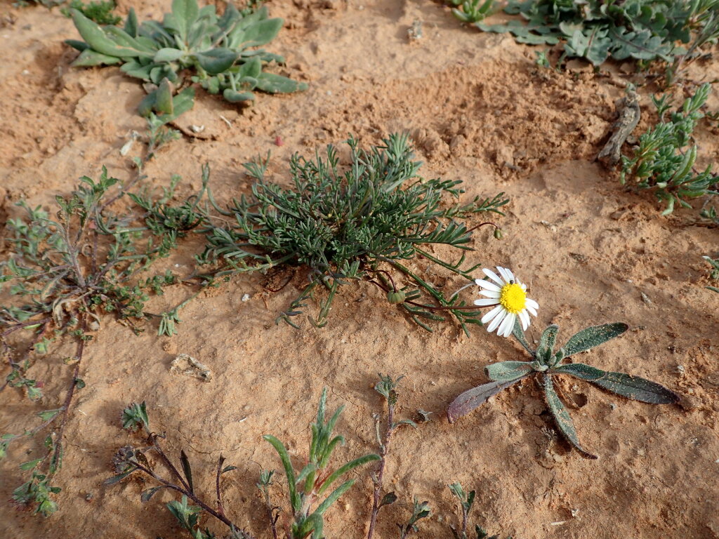 Brachyscome dichromosomatica var. alba (hero image)