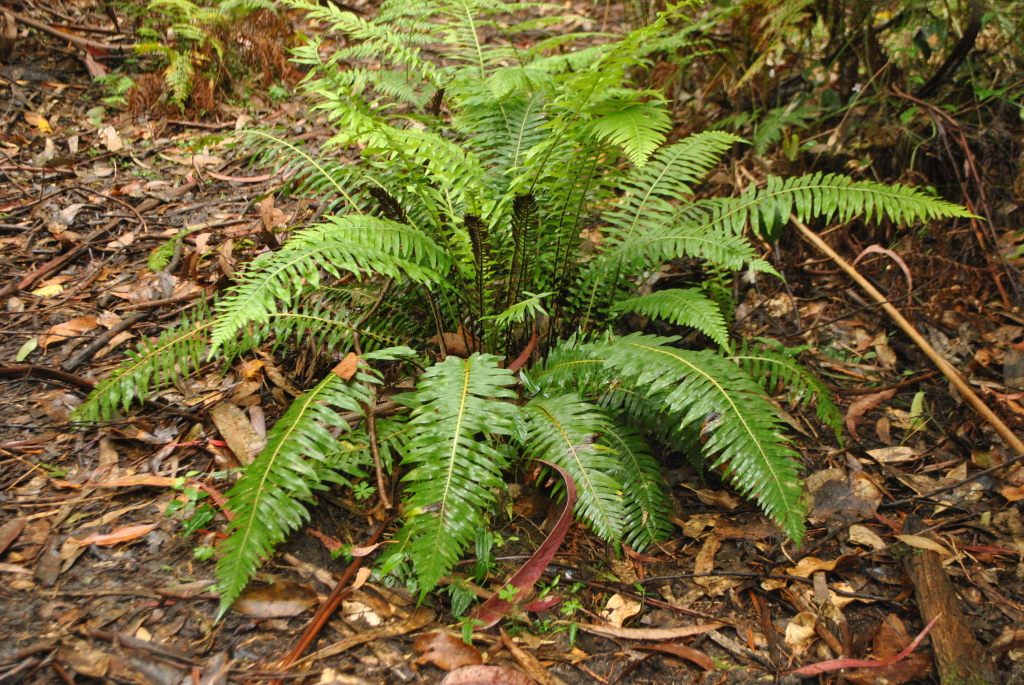 Blechnum nudum (hero image)
