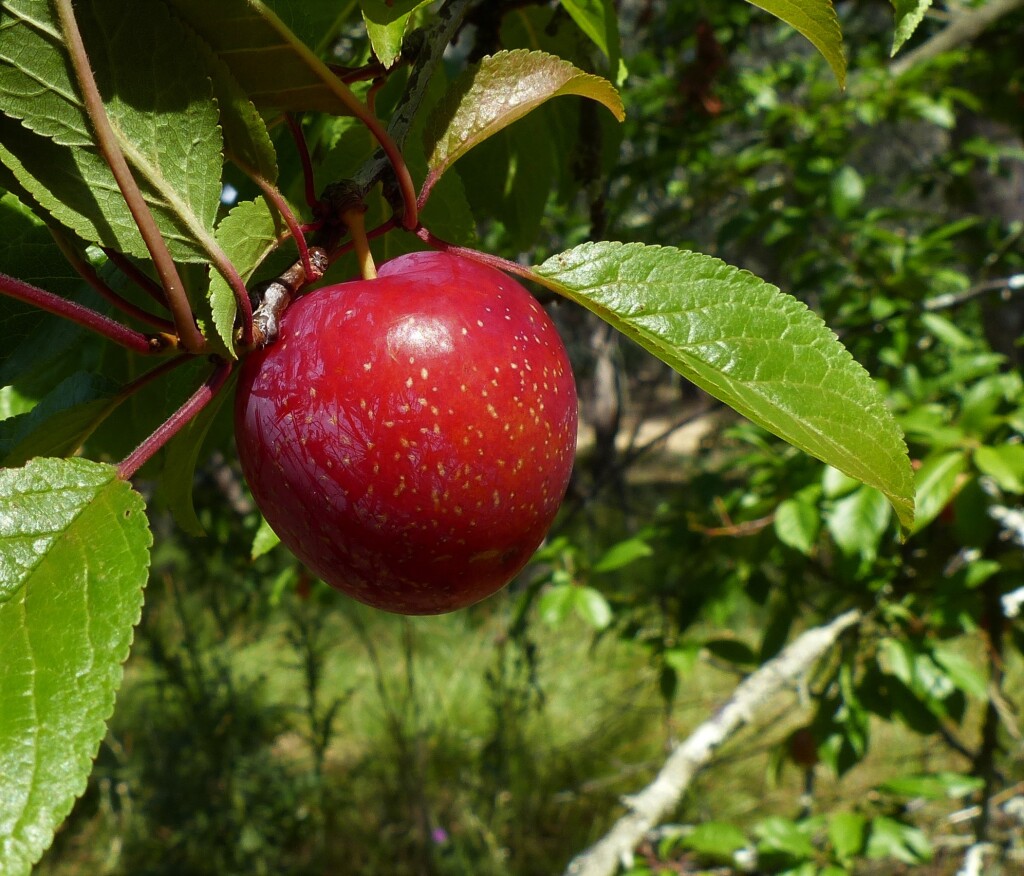 Prunus (hero image)