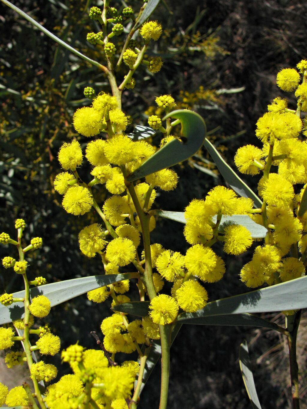 Acacia notabilis (hero image)