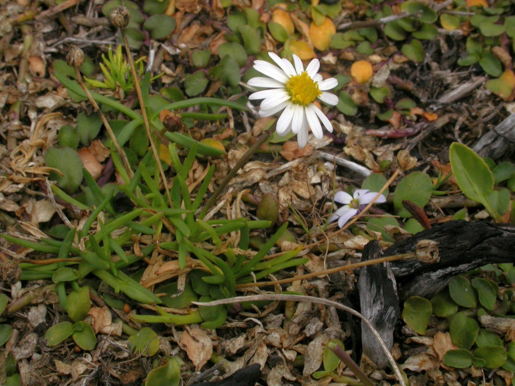 Brachyscome barkerae (hero image)