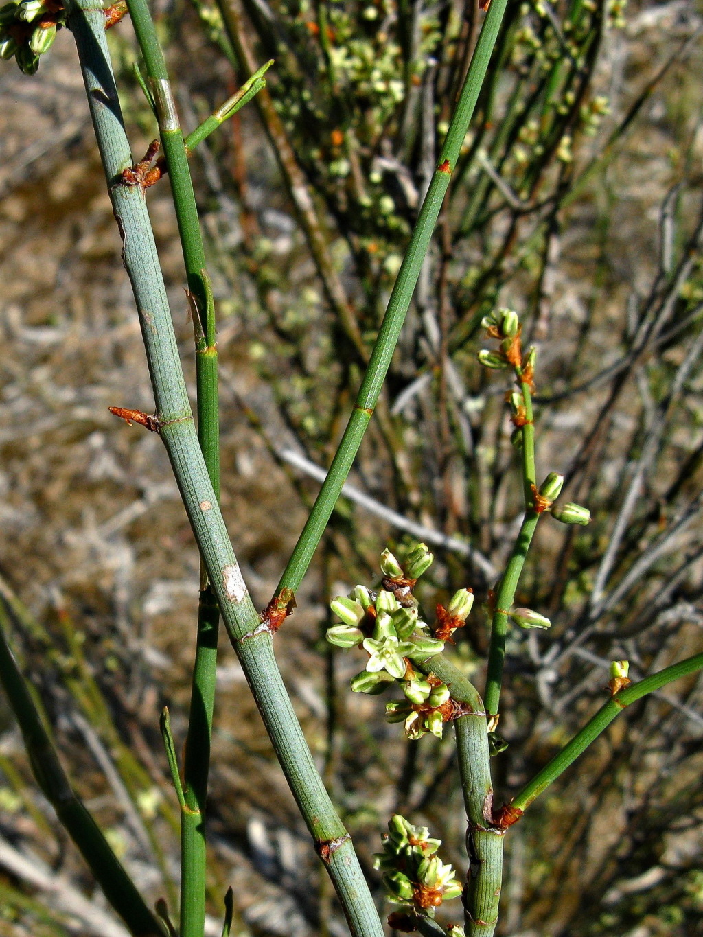 Duma florulenta (hero image)