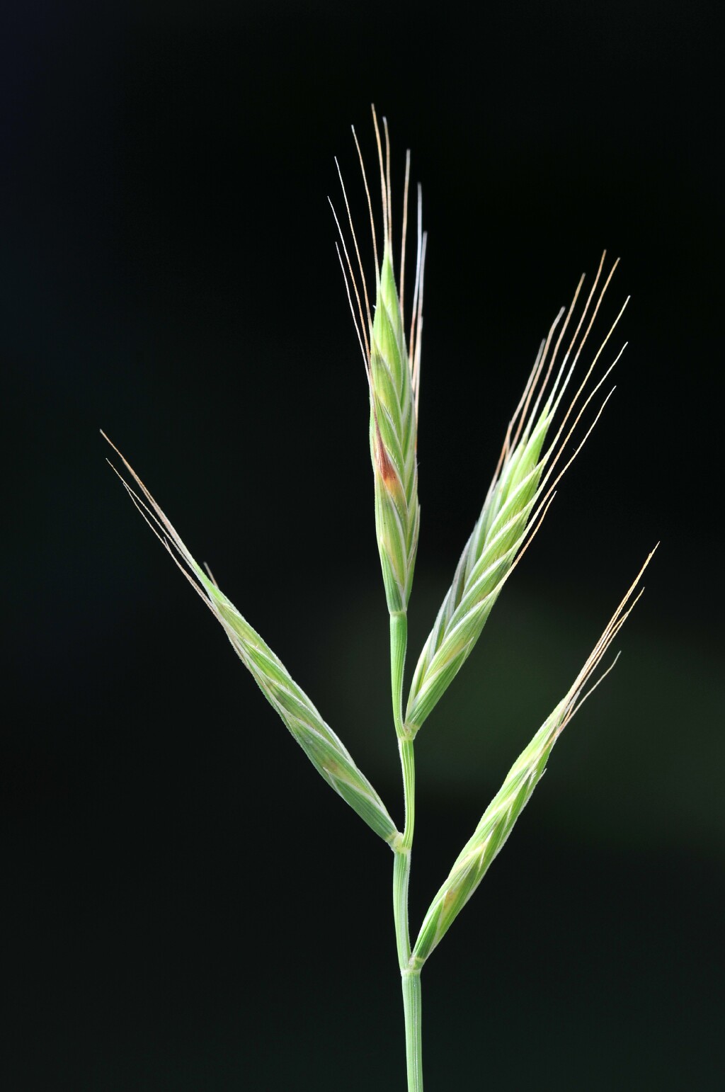 Brachypodium distachyon (hero image)