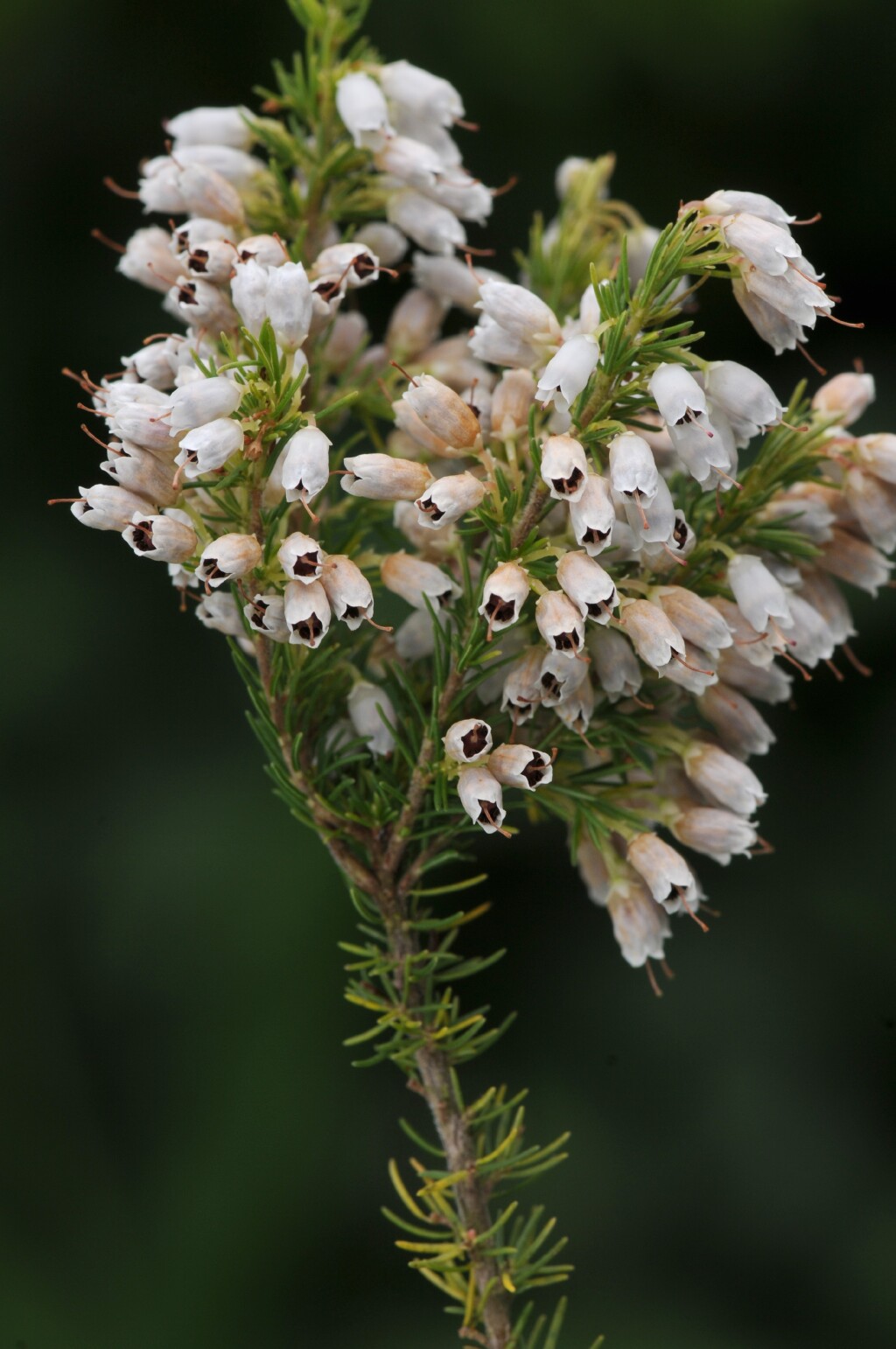 Erica lusitanica (hero image)