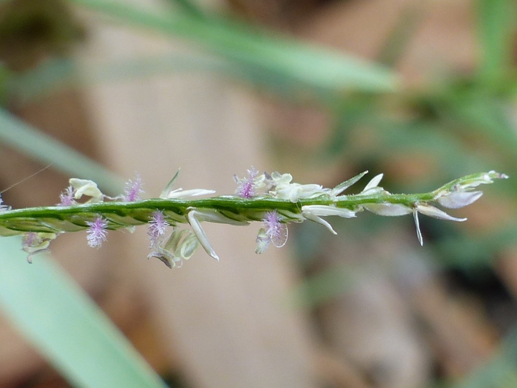 Cynodon dactylon var. dactylon (hero image)