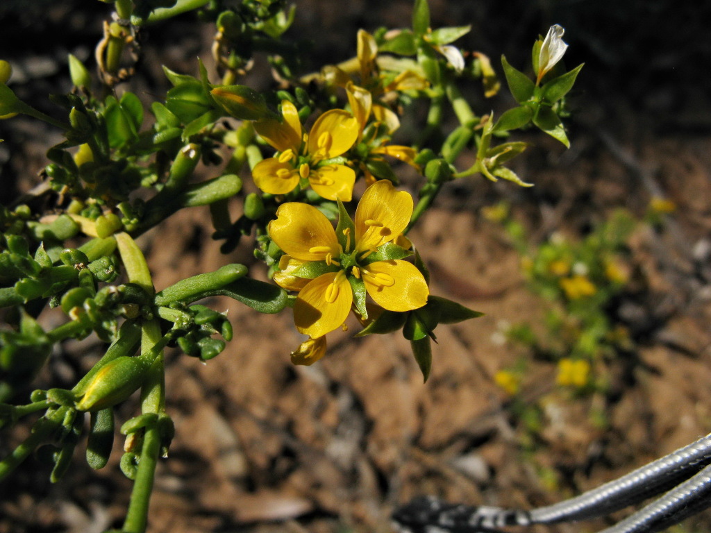 Roepera aurantiaca subsp. aurantiaca (hero image)