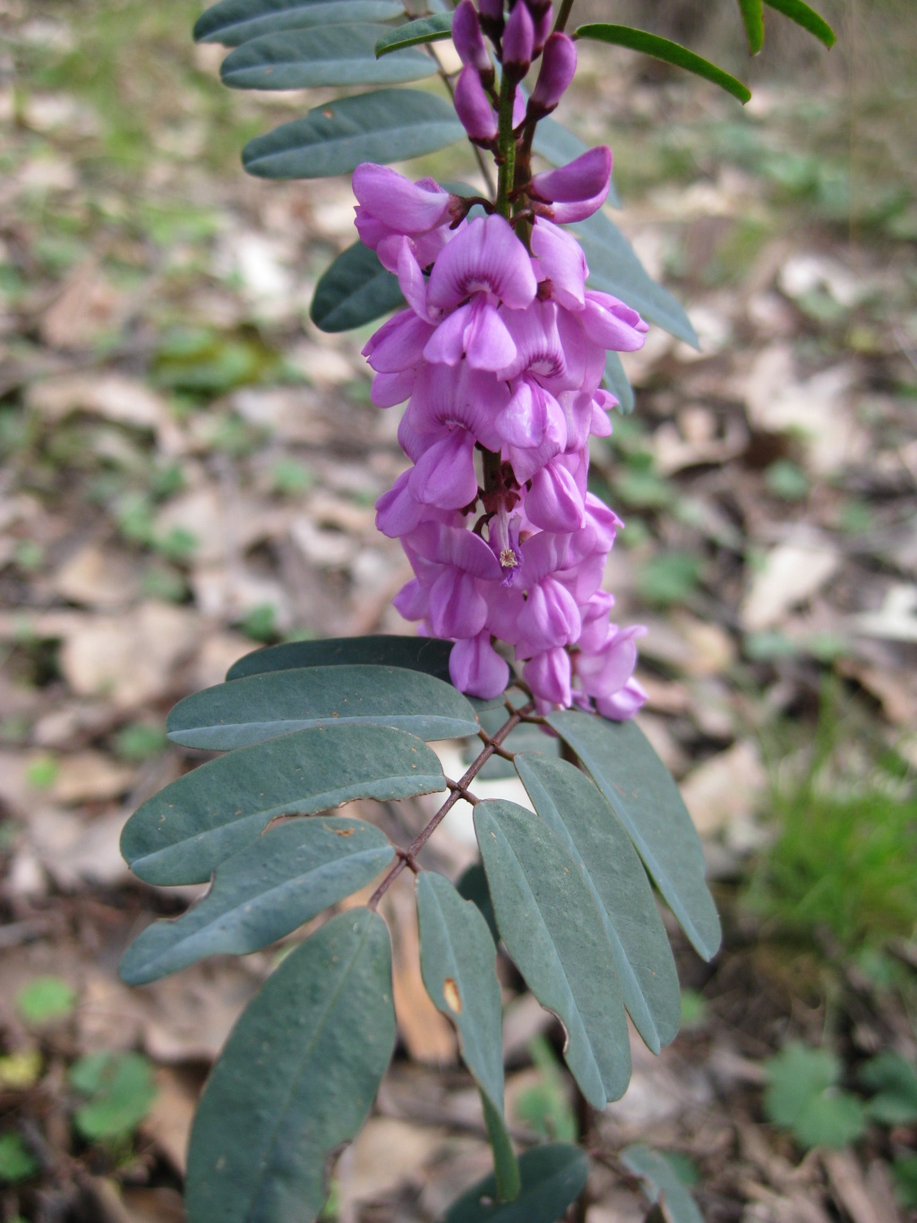 Indigofera australis (hero image)