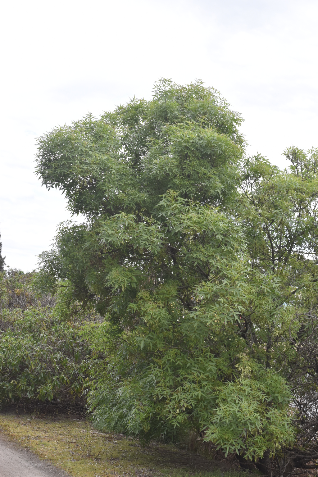 Fraxinus angustifolia subsp. angustifolia (hero image)