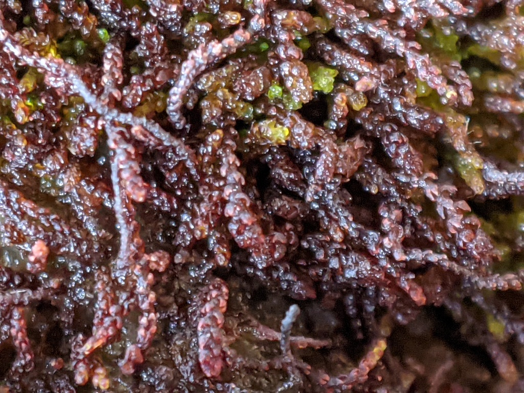 Gymnomitriaceae (hero image)