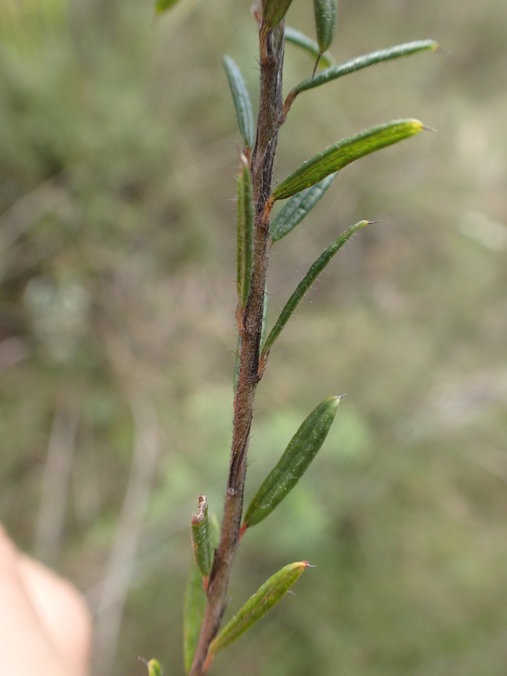 Pultenaea polifolia (hero image)
