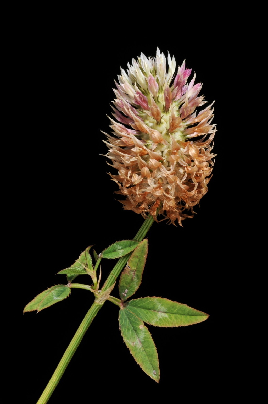 Trifolium vesiculosum (hero image)