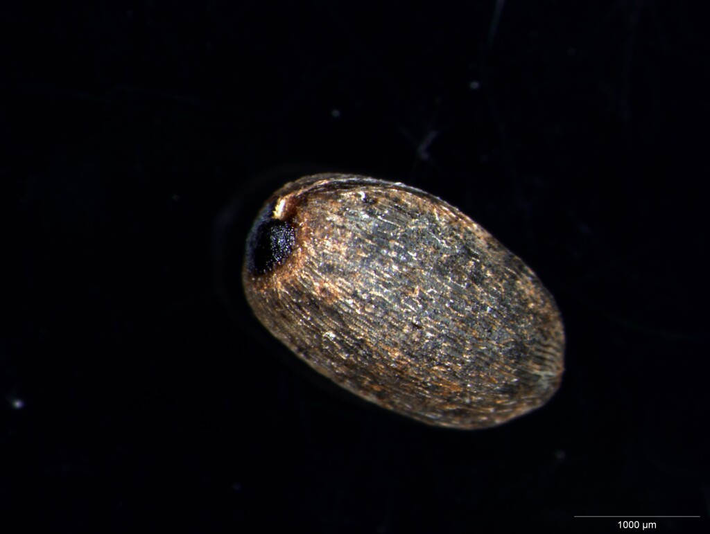 Zieria aspalathoides (hero image)