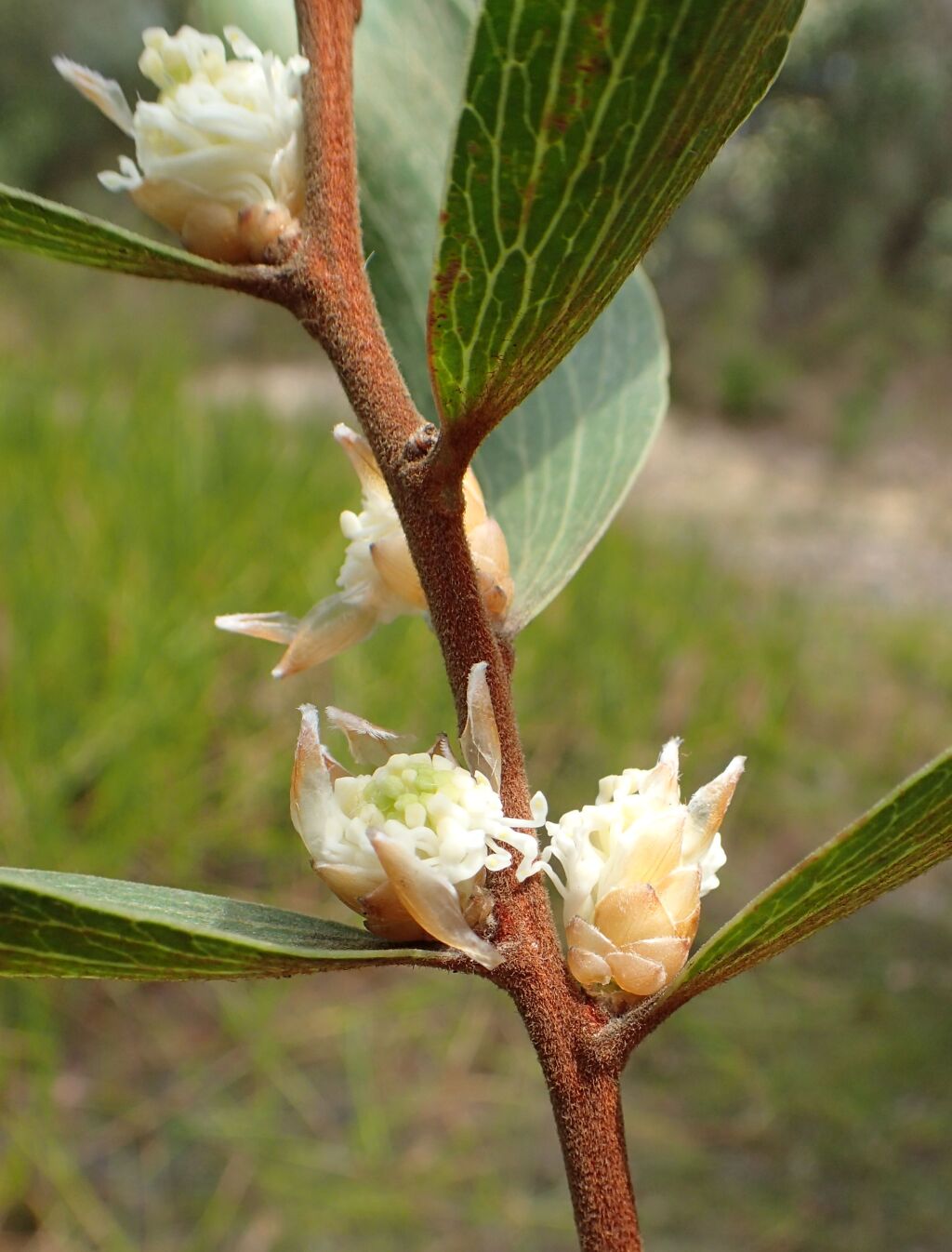 Hakea elliptica (hero image)