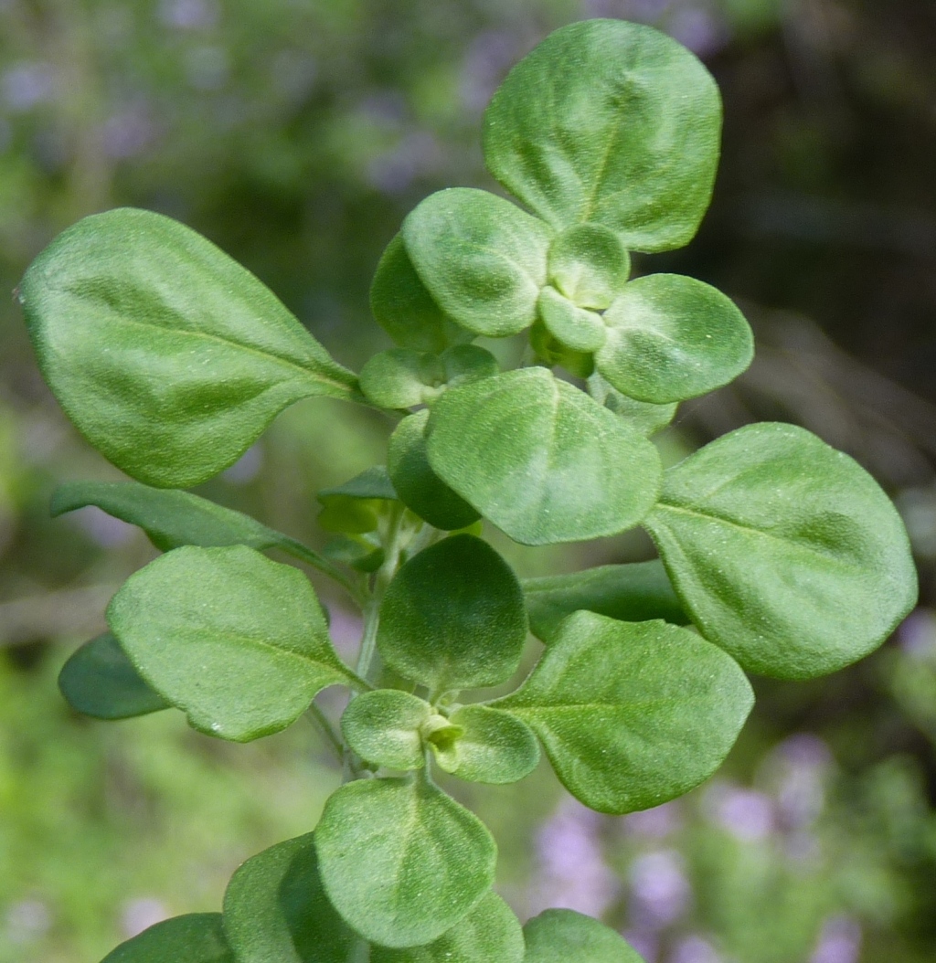 Prostanthera rotundifolia (hero image)