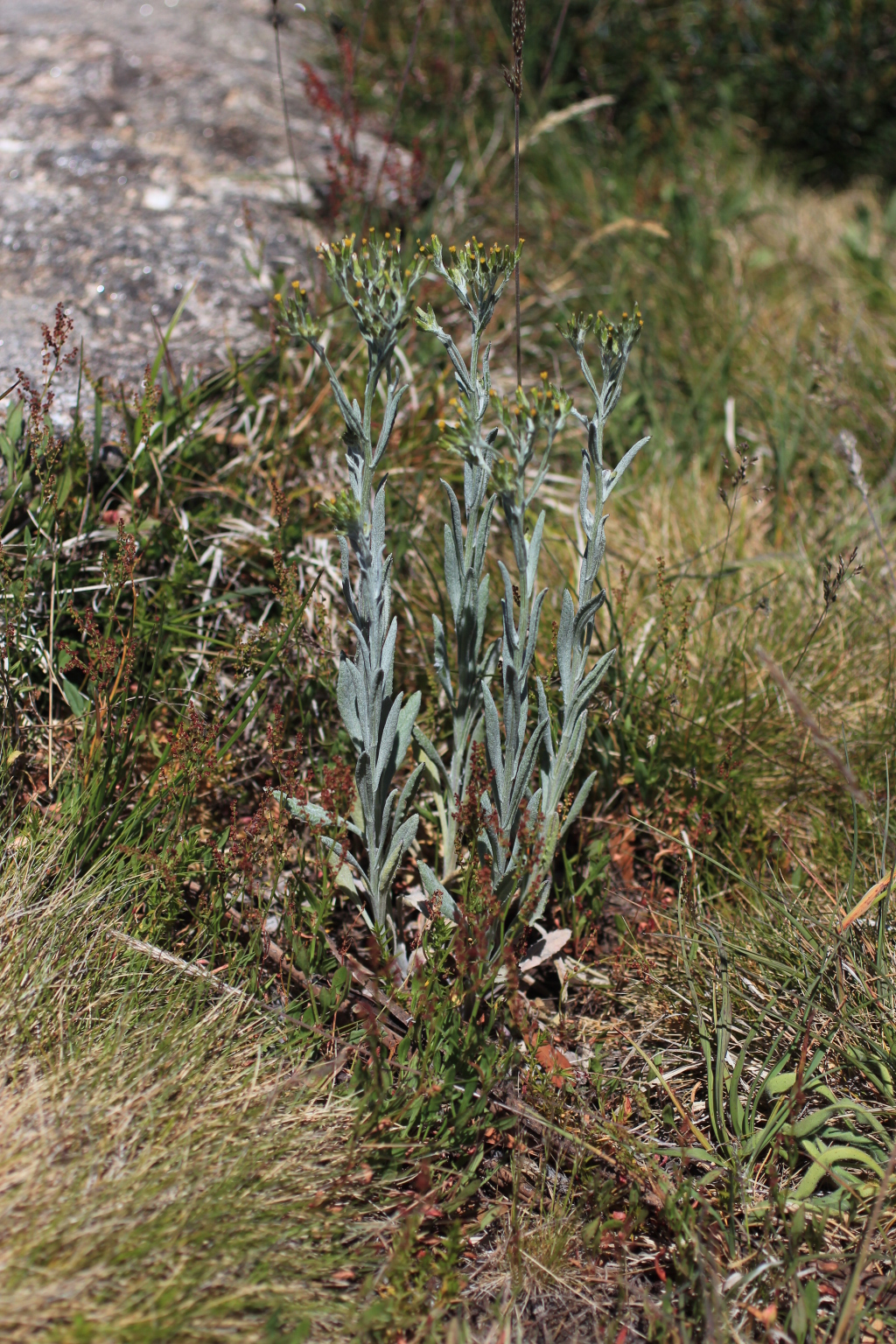 Senecio gunnii (hero image)