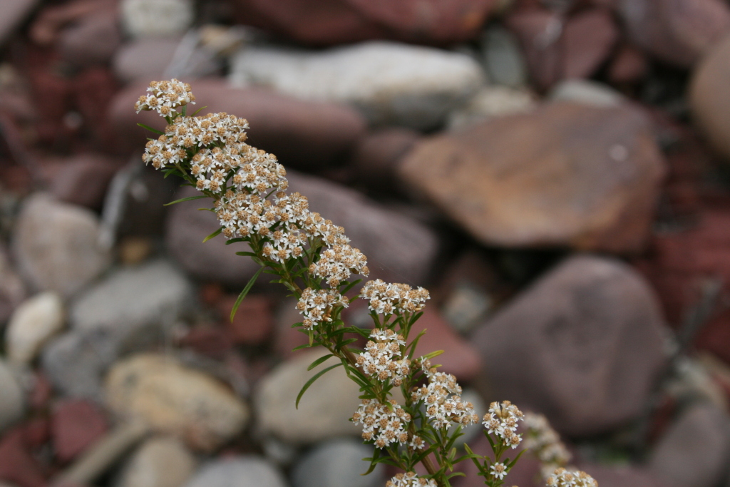 Ozothamnus thyrsoideus (hero image)