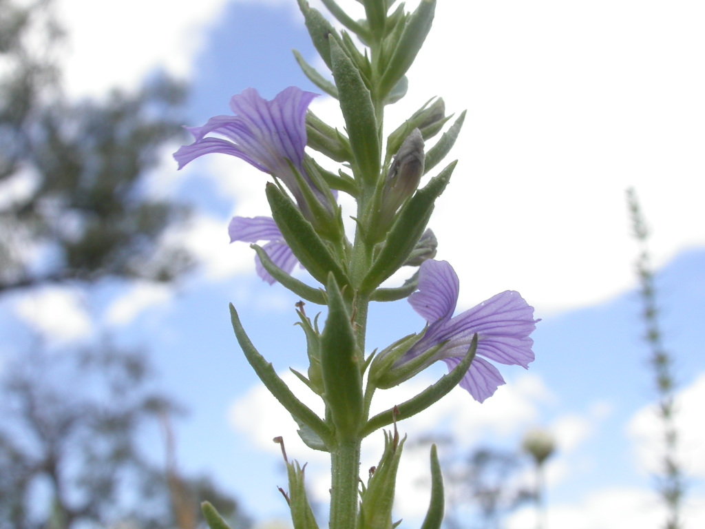 Stemodia glabella (hero image)