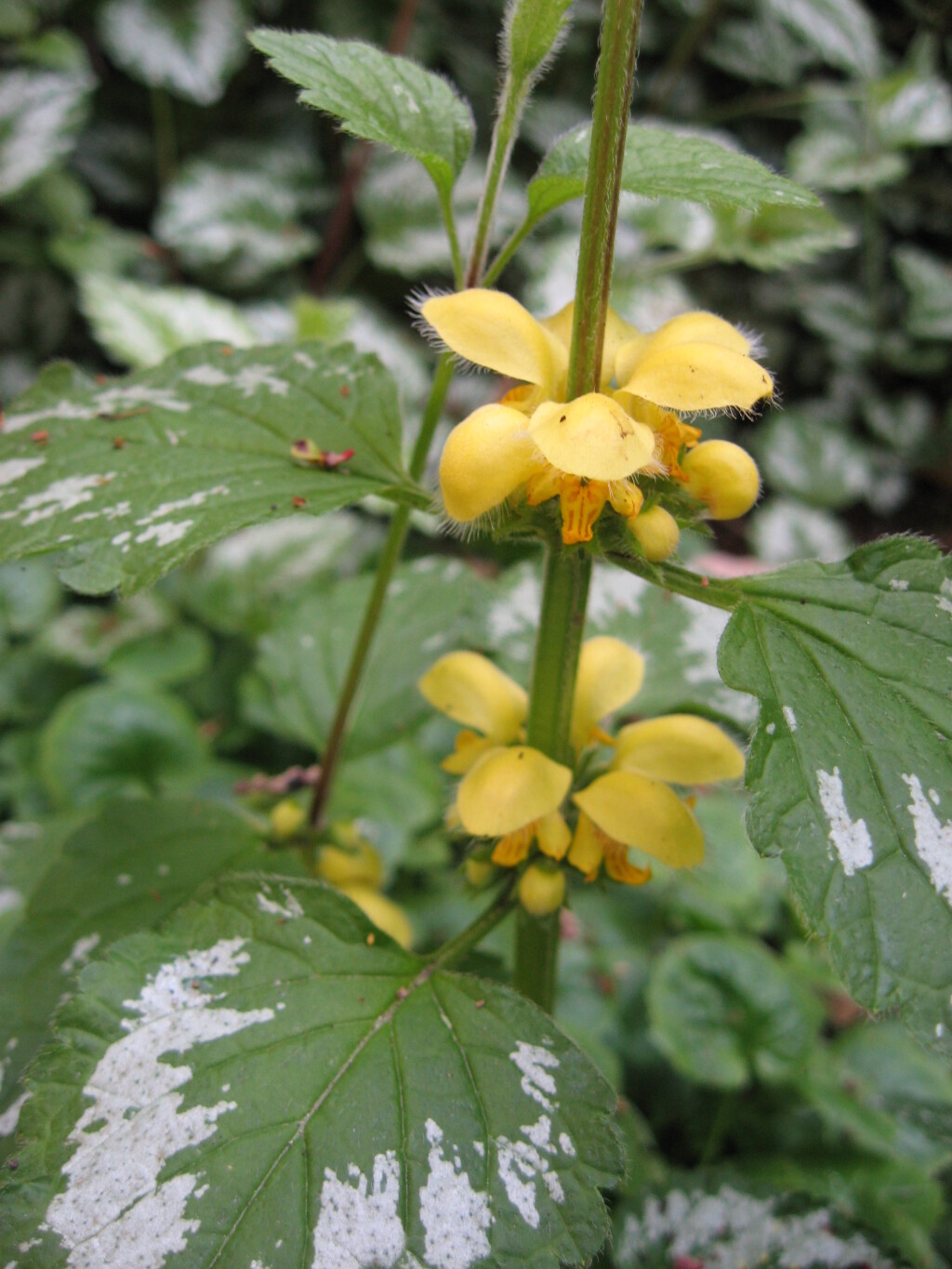 Lamium argentatum (hero image)