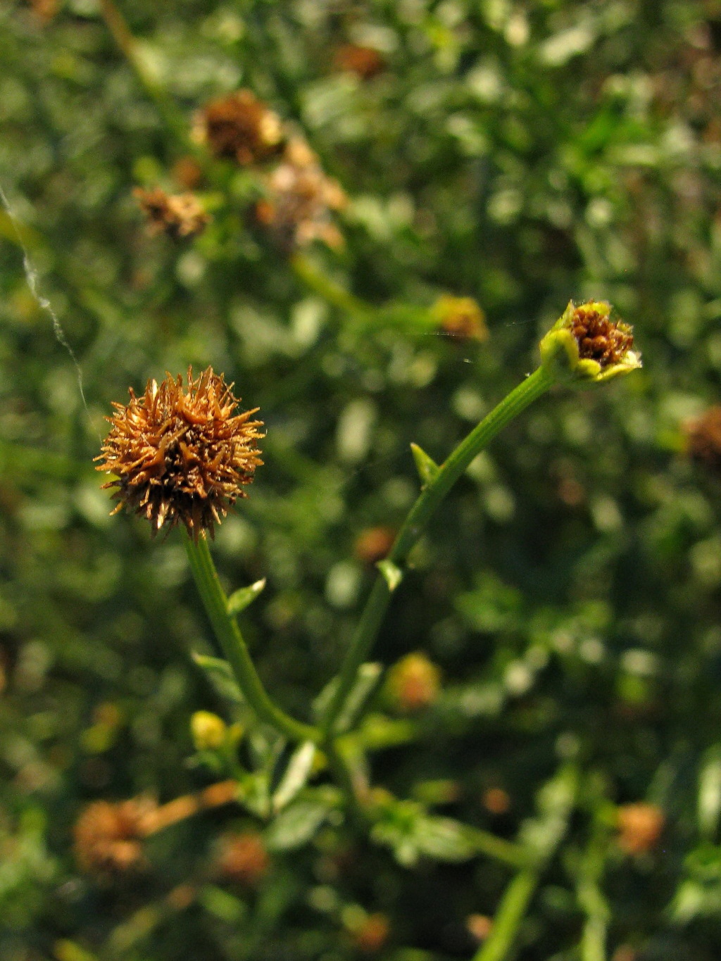 Calotis cymbacantha (hero image)