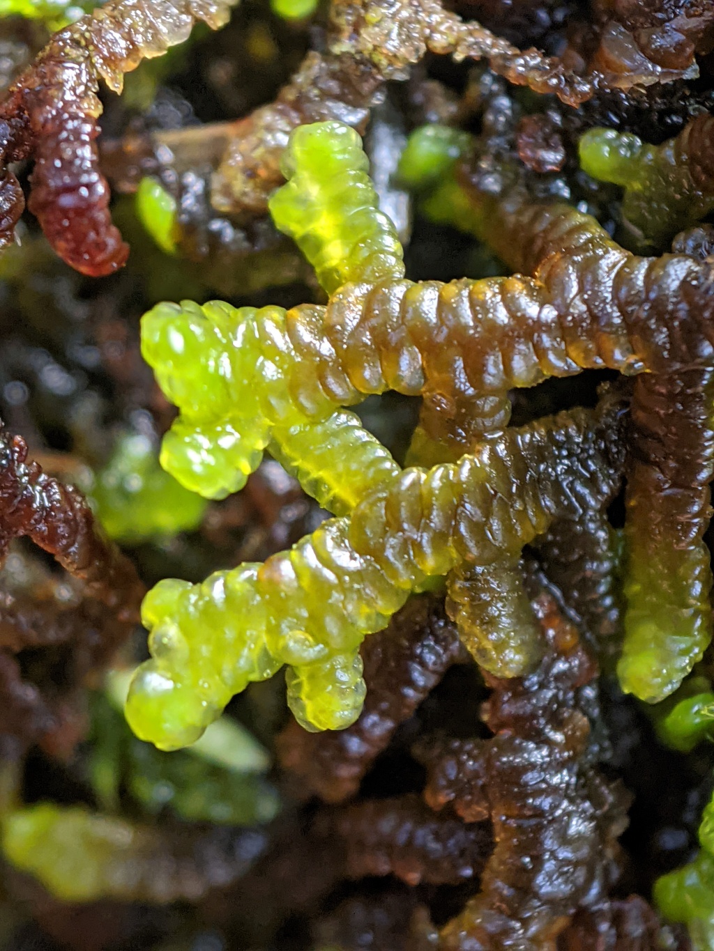 Frullania falciloba (hero image)