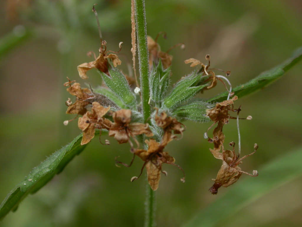 Mentha australis (hero image)