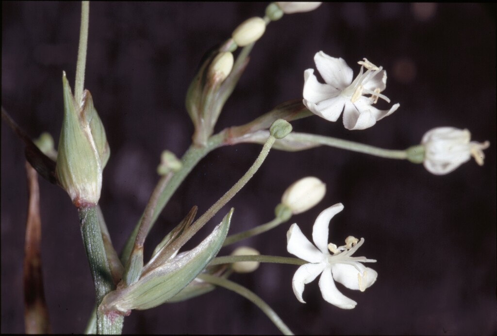 Libertia pulchella (hero image)