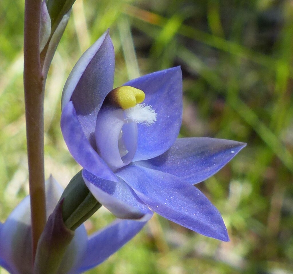 Thelymitra megcalyptra (hero image)