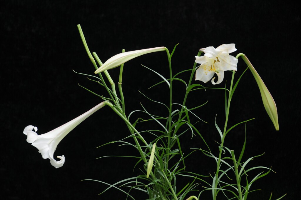 Liliaceae (hero image)