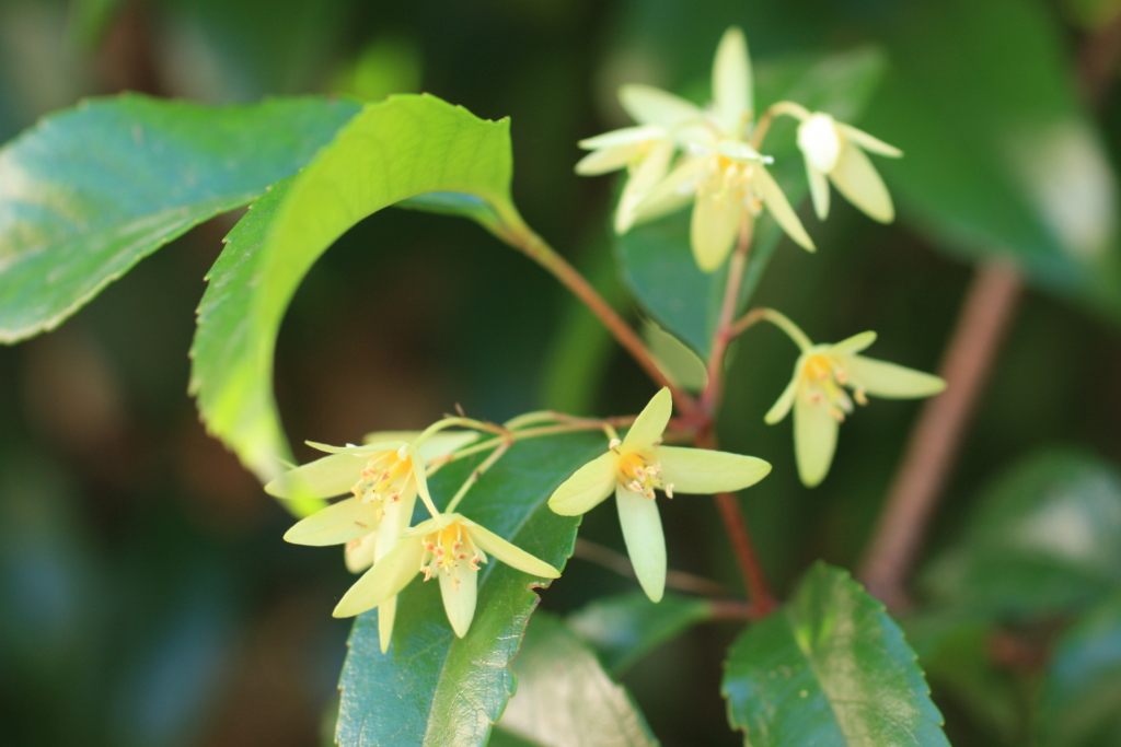 Aphanopetalum resinosum (hero image)