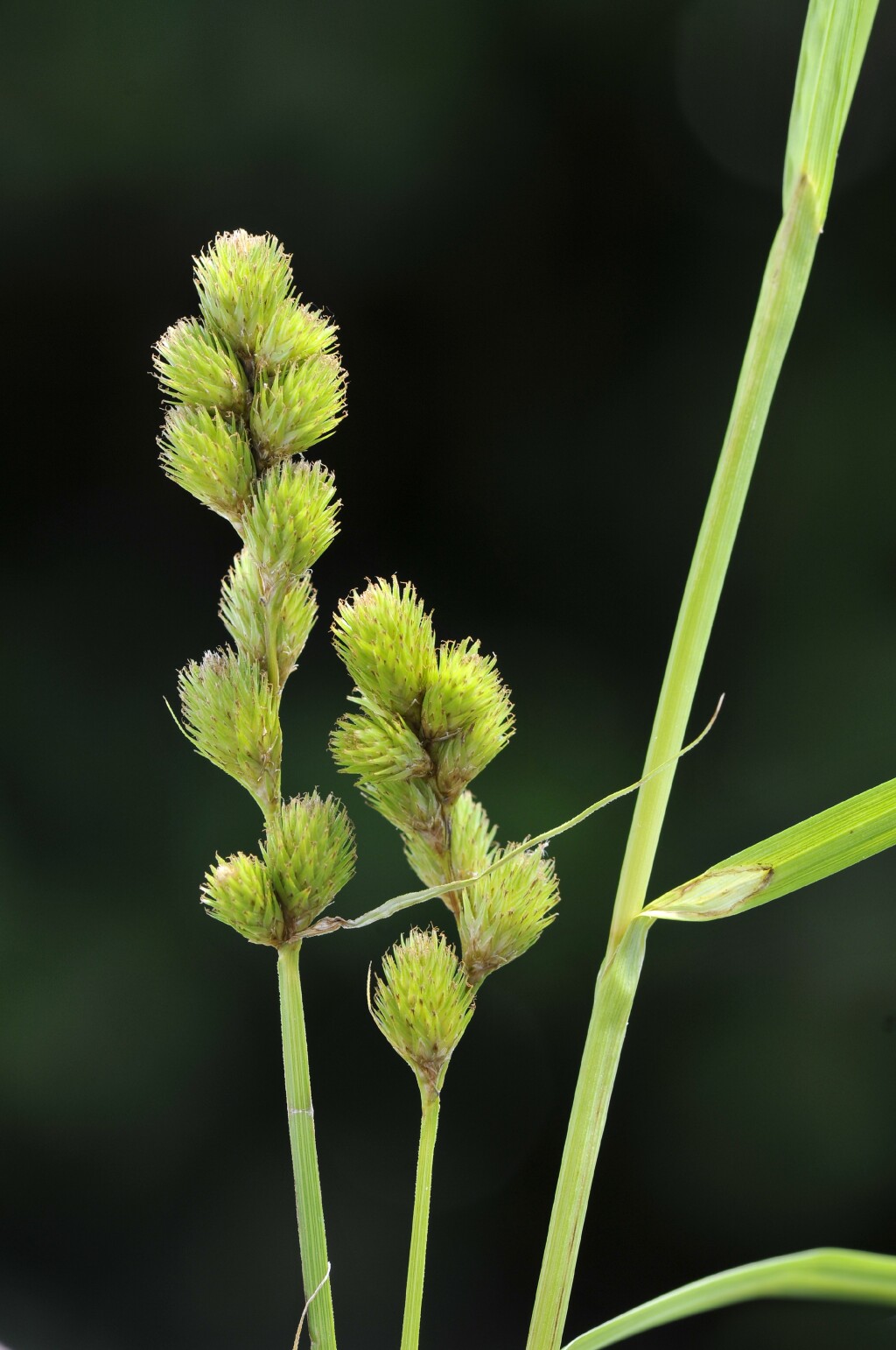 Carex tribuloides var. tribuloides (hero image)