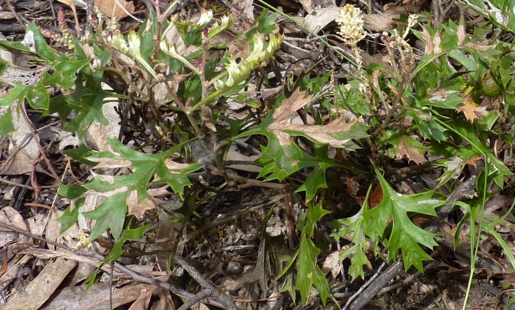 Grevillea ramosissima (hero image)