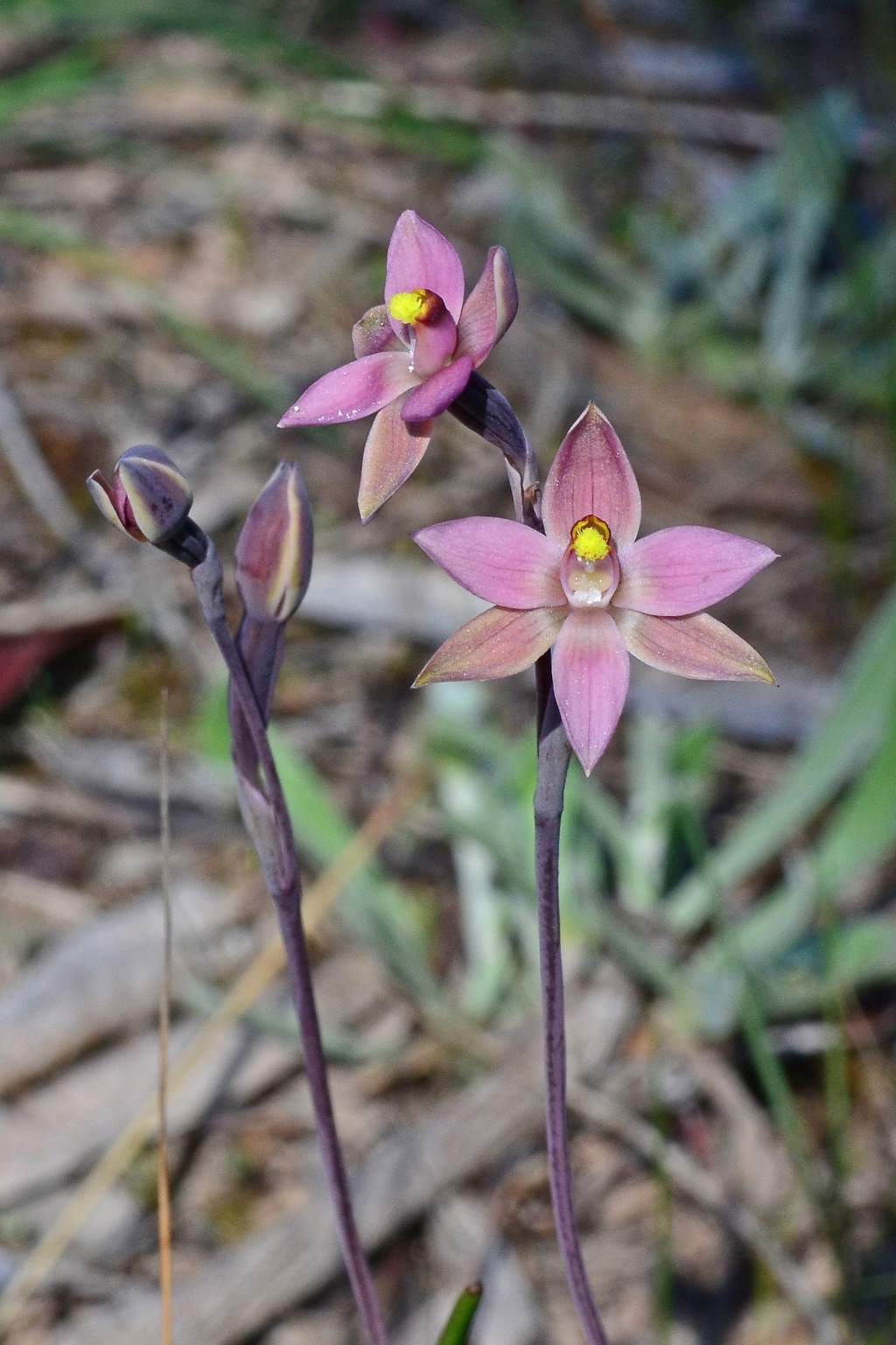 Thelymitra luteocilium (hero image)