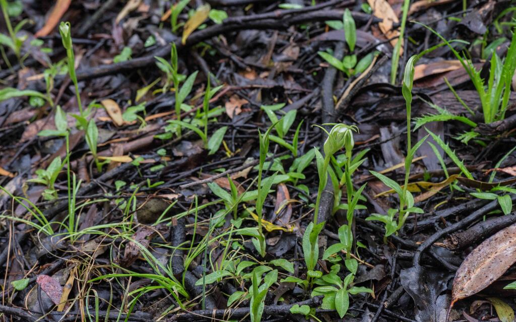 Pterostylis lustra (hero image)