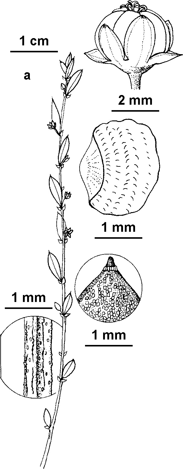 Phyllanthus australis (hero image)