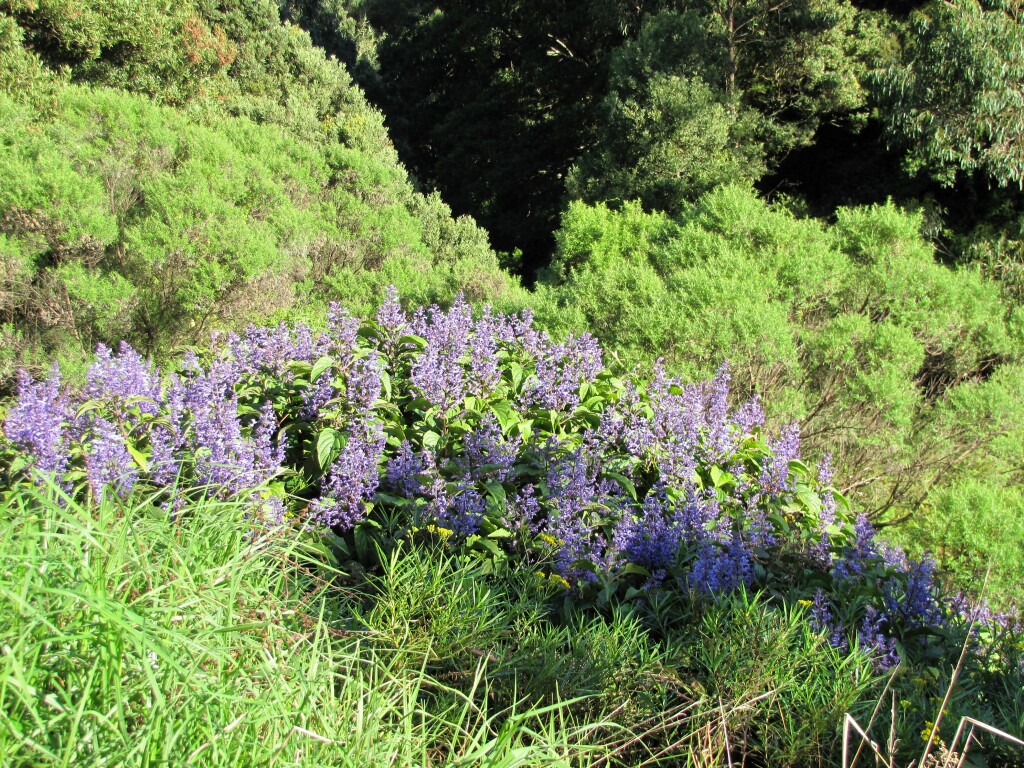 Plectranthus ecklonii (hero image)