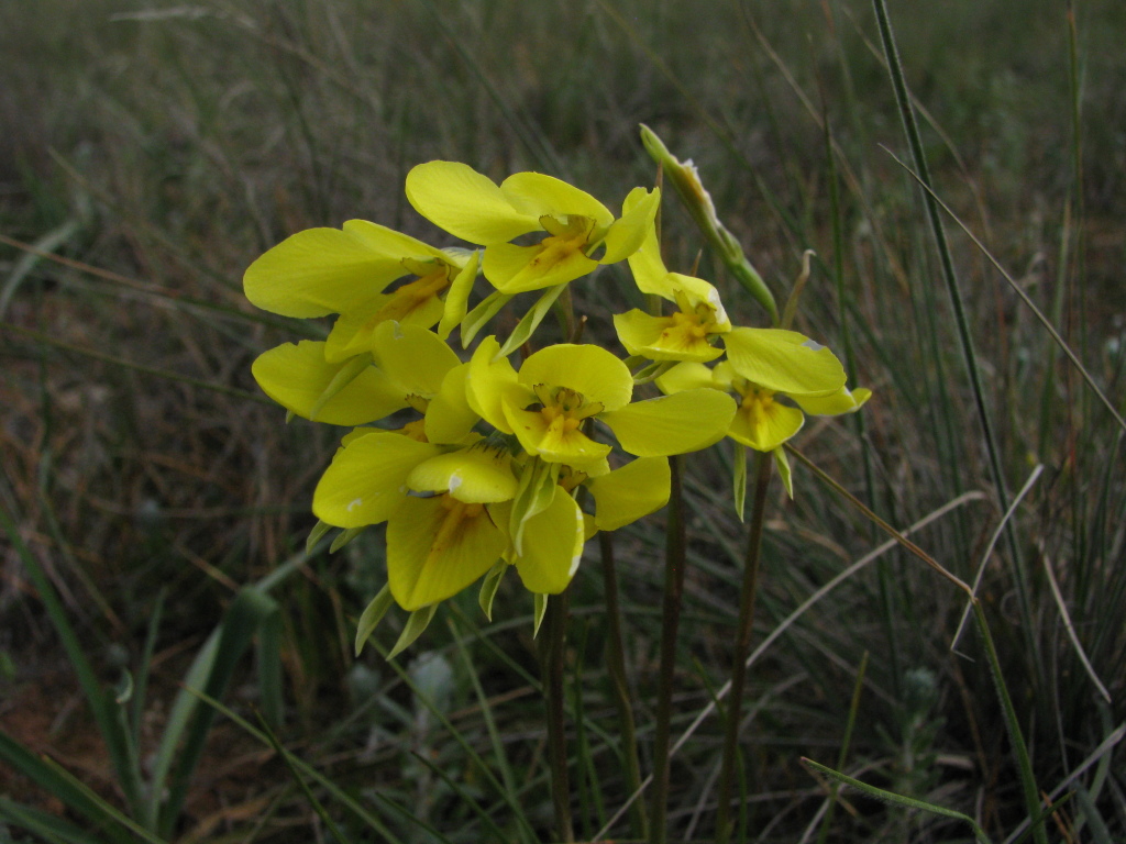 Diuris protena (hero image)